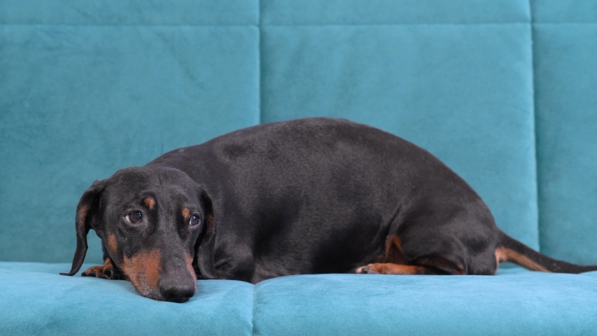 Sad little dachshund makes himself comfortable on the soft blue couch, trying to doze off, closing the eyes. Cute pet at home alone. Indoors. Royalty-Free Stock Footage #1054590866