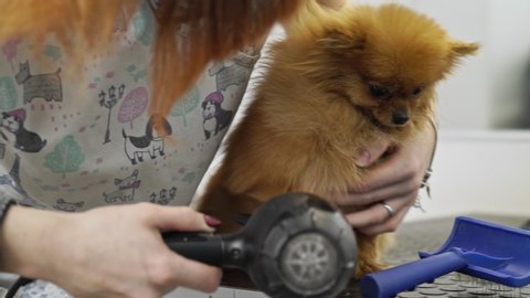 A female pet hairdresser grooming small pomeranian spitz in dog salon using professional dryer