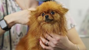 A close-up view of a small pretty nice fluffy pomeranian spitz is getting grooming procedure in dog salon by female hairdresser using professional equipment