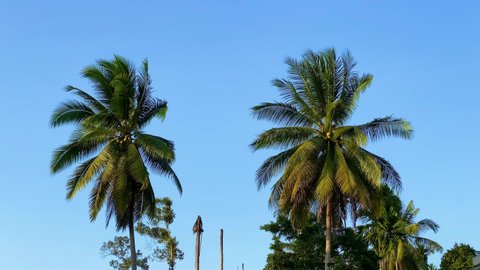 Beautiful coconut trees sway by blowing breeze with the sun light reflecting on its leaves