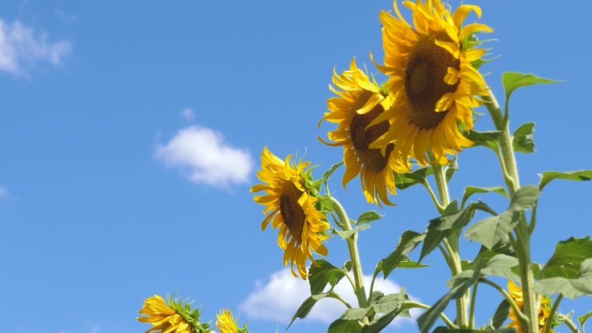Beautiful fields with sunflowers in the summer in the rays of bright sun. Crop of crops ripening in field. field of yellow sunflower flowers against a background of clouds. A sunflower sways in wind. Royalty-Free Stock Footage #1054598339