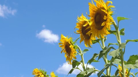 Beautiful fields with sunflowers in the summer in the rays of bright sun. Crop of crops ripening in field. field of yellow sunflower flowers against a background of clouds. A sunflower sways in wind.