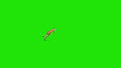Kangaroo Jumps Green Screen Side 3D Rendering Animation