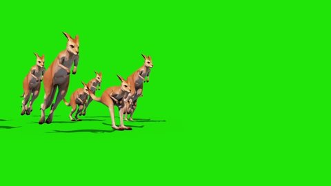 Group Kangaroo Jumps Green Screen Front 3D Rendering Animation