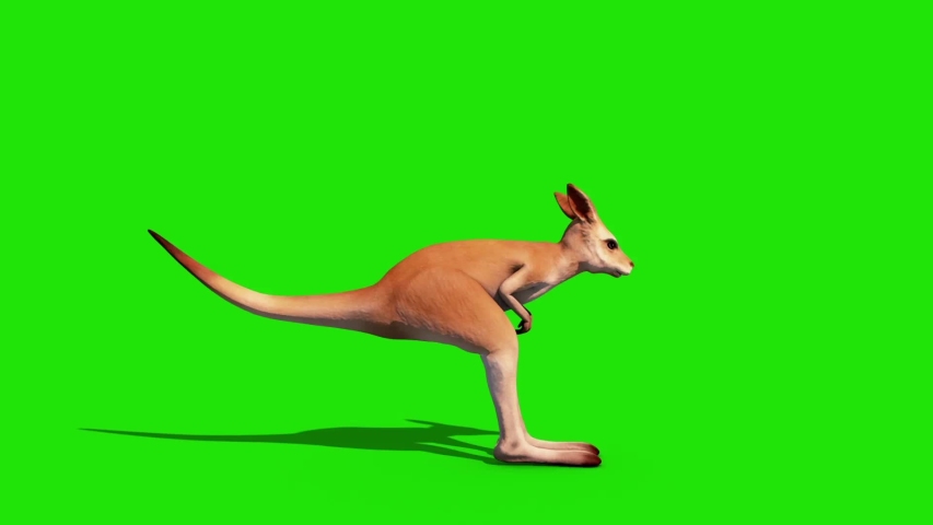 Kangaroo Jumpcycle Green Screen Side Stock Footage Video 100 Royalty Free 1054601513 Shutterstock