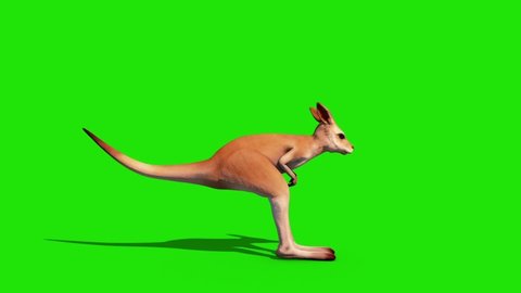 Kangaroo Jumpcycle Green Screen Side Loop 3D Rendering Animation