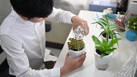 An office man is watering the potted plant at the white working desk.