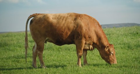 A brown cow eating some grass in a wide shot, and also having a poop.