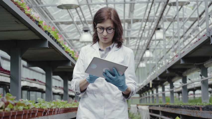 Middle shot of confident female biologist looking at seedlings or flowers in greenhouse and taking notes in tablet. Professional Caucasian brunette woman in gloves and medical robe walking in hothouse Royalty-Free Stock Footage #1054604600