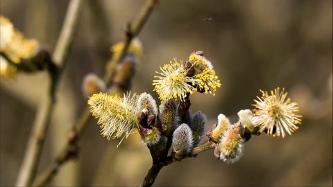 willow catkin branch blooming, close up  
