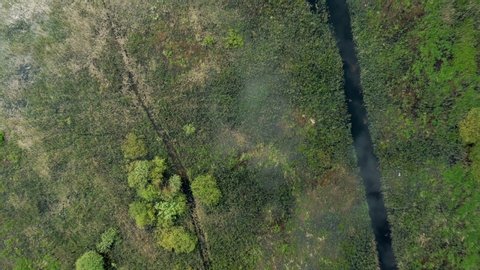 Drone fly up tops zoom out of trees and narrow stream in Moskovskaya oblast. Drone aerial shot of green trees and birds flying, narrow stream and greenery shot from above