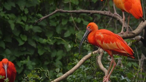 close up of three red scarlet ibis standing on a branch