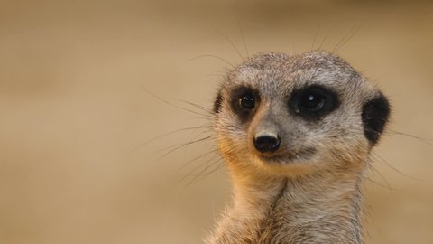 Meerkat head from the front wiggling it's nose
