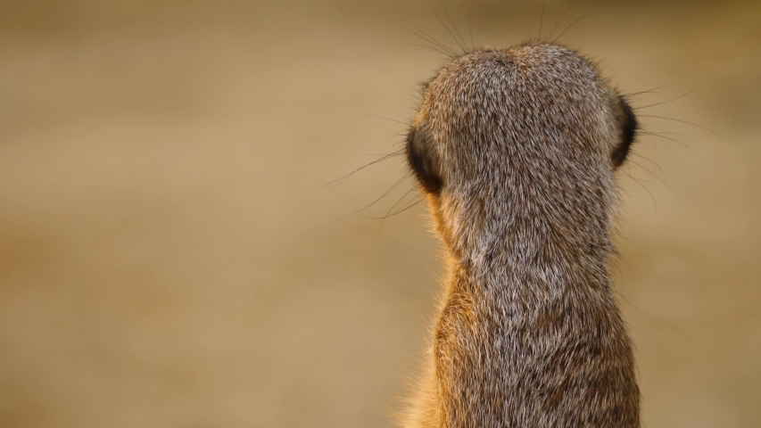 Meerkat turning from the back right in to the camera | Shutterstock HD Video #1054609838