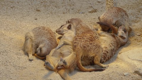 Six meerkats laying down, playing and looking around