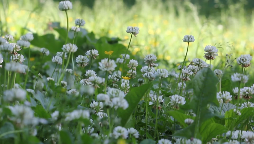 White clover is a perennial herbaceous plant