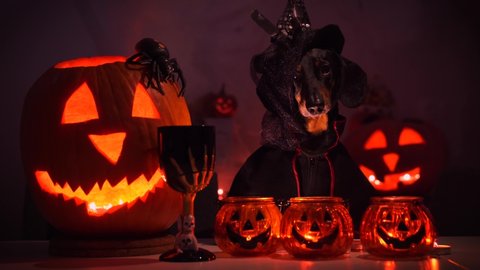 Dachshund dog in black cloak and pointed witch hat with veil barks, performs magic ritual with burning candles, sinister goblet of poison and pumpkin jack lantern during dark Halloween night.
