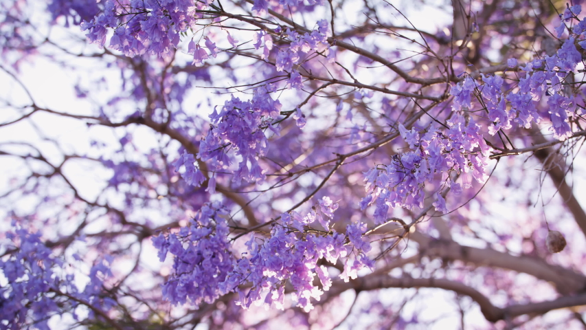 Jacaranda tree branch on a June afternoon Royalty-Free Stock Footage #1054616459