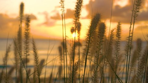 SLOW MOTION, MACRO, DOF: Stalks of grass and fluffy reeds sway in the gentle ocean breeze at warm golden sunset. Grass stems sway in the wind blowing along the golden-lit picturesque shore of Barbados
