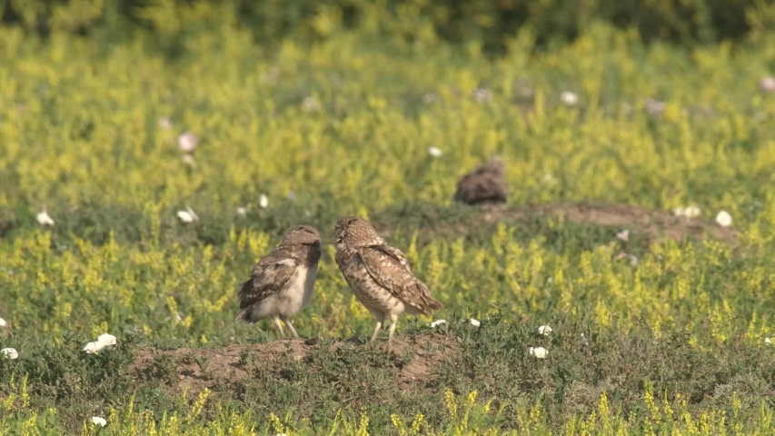 Burrowing Owl Adult and Chicks on Windy Summer Day With Sweet Clover Flowers
