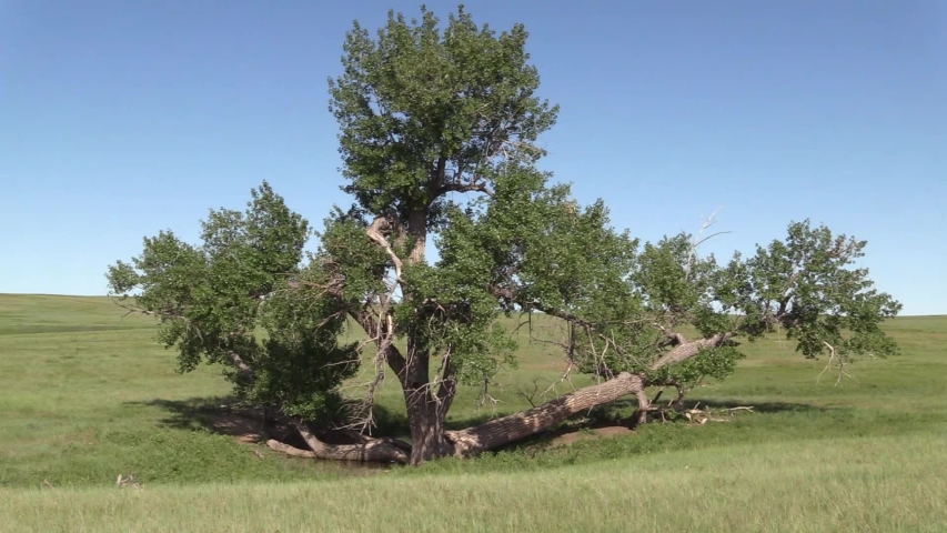 Lone Cottonwood Tree in Great Plains Prairie Grassland in Summer