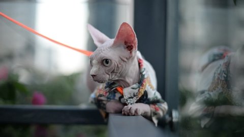 Hairless opening in coat sit outside, opening big eyes look around and relaxing, outdoor cat video
