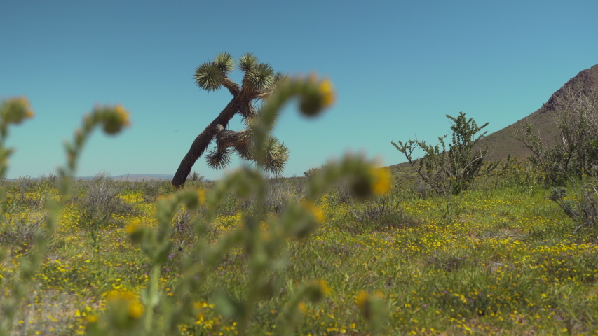 Abundant flourishing spring flowers blooming in the Mojave Desert with blooms in the foreground and a Joshua tree in the background - sliding parallax