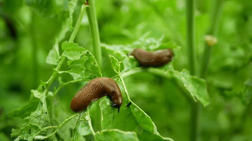 Spanish slug Arion vulgaris snail parasitizes on radish or lettuce cabbage moves garden field, eating ripe plant crops, moving invasive brownish dangerous pest agriculture, farming farm, poison Royalty-Free Stock Footage #1054629239