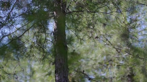 Cyclamen grow in pine groves