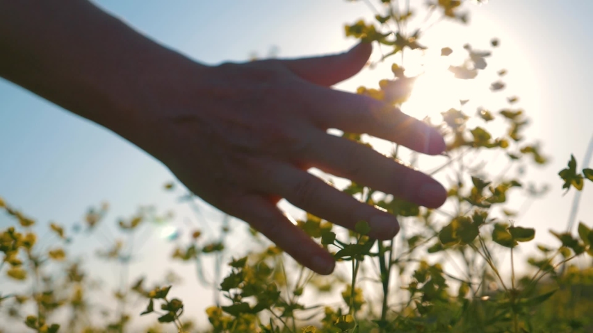 Girl hand in a flower field at sunset. Girl runs her hand over the flowers. Hand touches flowers at sunset. Girl at sunset in the field. Woman hand close up. relaxation in the field at sunset Royalty-Free Stock Footage #1054632728