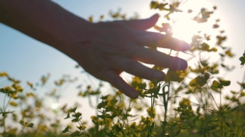 Girl hand in a flower field at sunset. Girl runs her hand over the flowers. Hand touches flowers at sunset. Girl at sunset in the field. Woman hand close up. relaxation in the field at sunset