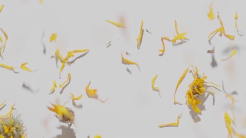 top view a calendula dry flowers falling and broke Slow motion from 120 fps. Herbs falling on white