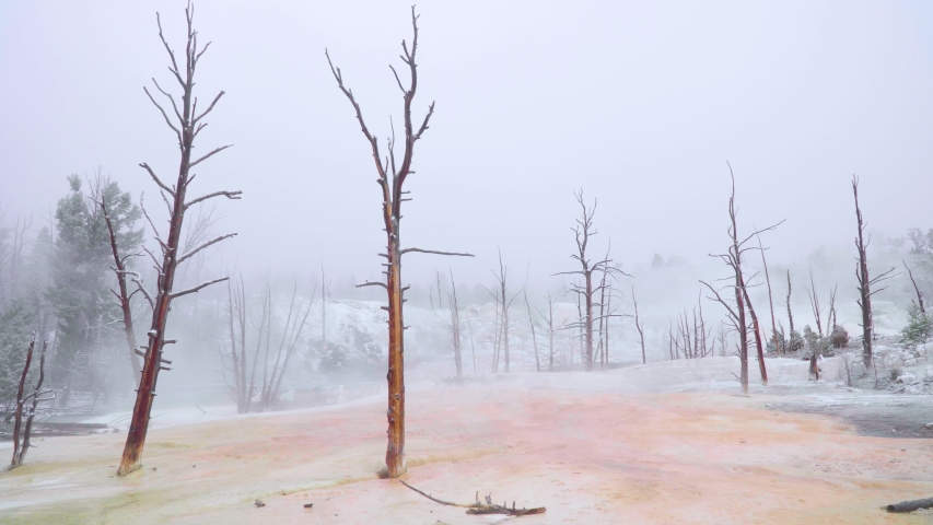 mammoth hot springs trees landscape on a snowy morning at yellowstone national park in wyoming