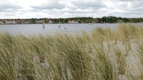 Video of sailing people on boards in Baltic sea. Sand dunes and herbal shivering grass on foreground.
