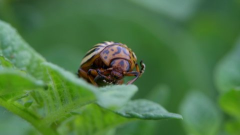 Larva Of Leptinotarsa Decemlineata, colorado beetle bug insect sit on green potato leaves, eating, move tentacles limbs, portrait macro bokeh footage