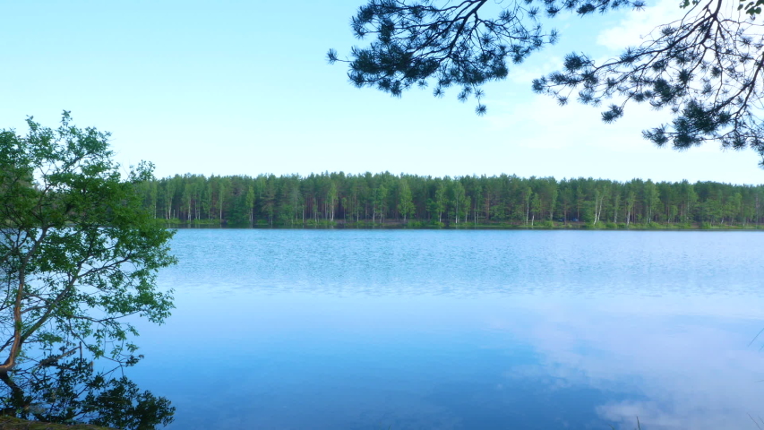Lake in a pine forest on a Sunny day