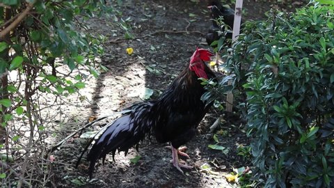 Bantam is standing waiting food from monk in the temple.