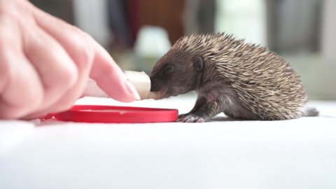 Baby Hedgehog feeding eating care medical gloves syringe looks after assistance rescue centre animal spiky sharp cute licking mouth open simple tiny small macro closeup paws feet 