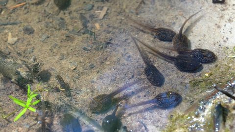 Tadpoles and small freshwater insects in a pond. 