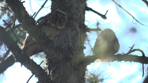 The tawny owl or brown owl (Strix aluco) spinning head on a pine tree. Hand camera. Pack of three video shots. Climate change. Nature reserve