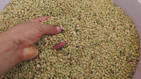 natural green lentils, unsorted garbage and stony lentils,