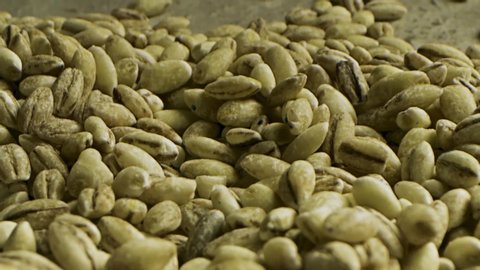 Close up of green coffee beans. Stock footage. Healthy food concept, a pile of premium Arabica green unroasted coffee beans lying on the flat surface.