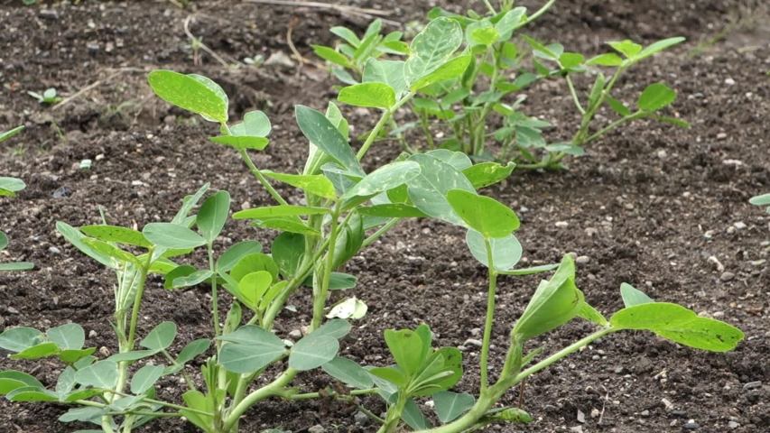 Groundnut Plants Stock Video Footage - 4K and HD Video Clips | Shutterstock