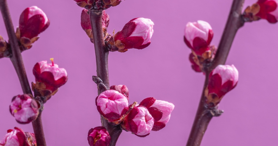 Spring flowers. Apricot flowers on apricots branch blossom on a pink background. | Shutterstock HD Video #1054671323