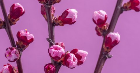 Spring flowers. Apricot flowers on apricots branch blossom on a pink background.