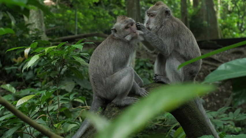 Monkey (Macaca fascicularis) eating and playing in the rainforest, Bali, Indonesia. Slow motion. | Shutterstock HD Video #1054673402
