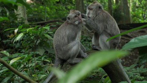 Monkey (Macaca fascicularis) eating and playing in the rainforest, Bali, Indonesia. Slow motion.