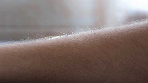 Close-up of the hair on the man's arm rising. A reaction to pleasure, fear, or cold. Goosebumps appear on the skin.