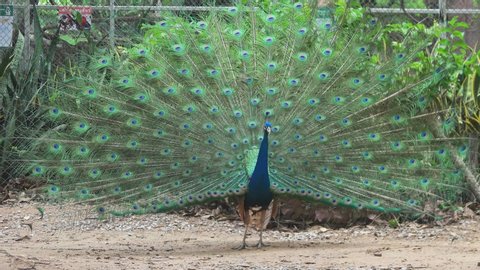 Beautiful peacock close up in zoo