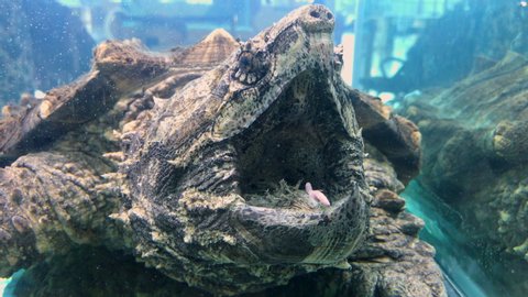 Large Alligator Snapping Turtle Aquarium Taken Stock Footage Video (100 ...